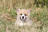 CORGI PEMBROKE 109